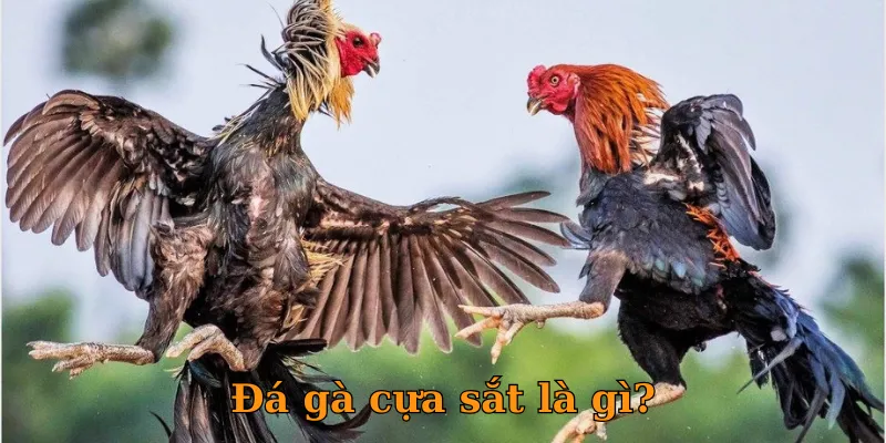 Mỗi đòn đánh đều mang sát thương cao nhờ cựa sắt sắc bén