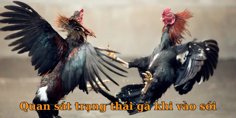 Quan sát độ lì đòn của chiến kê khi thi đấu