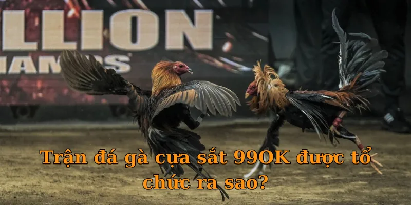 Trải nghiệm đá gà cựa sắt chuyên nghiệp với luật chơi minh bạch, hấp dẫn